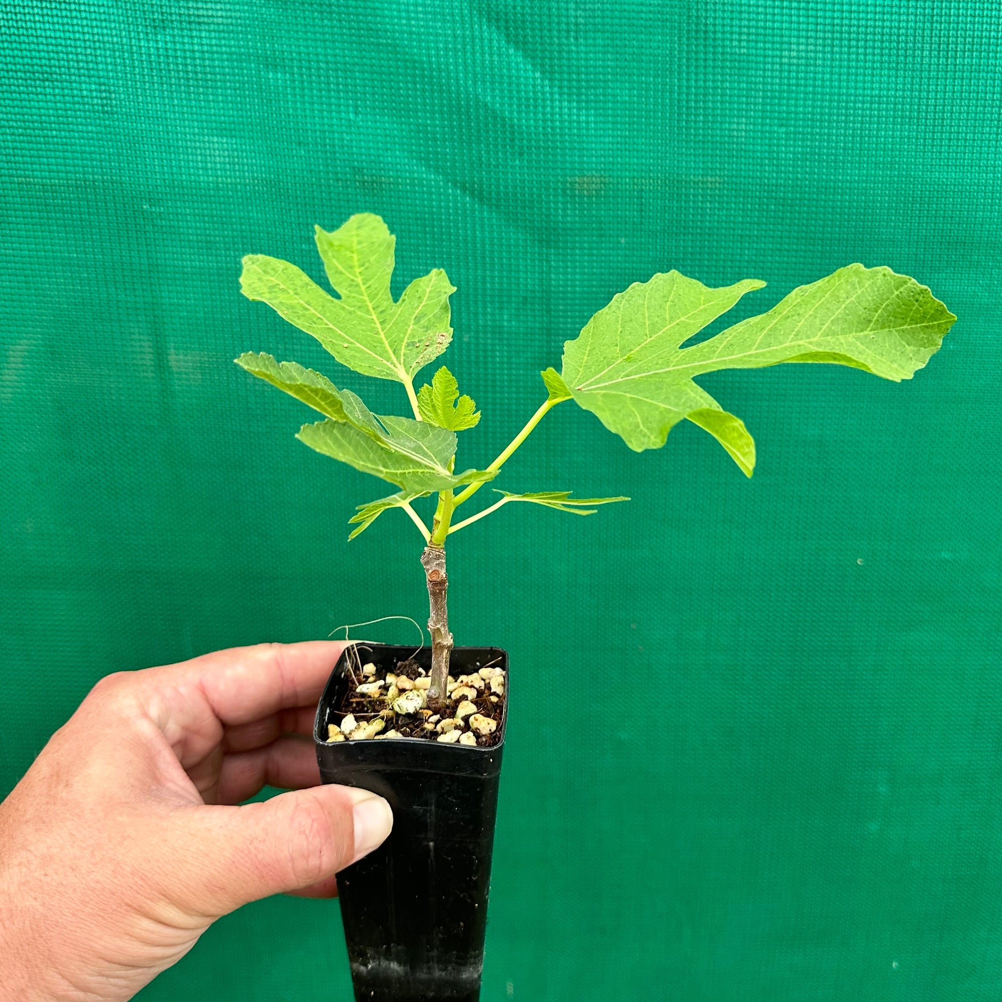 Fig Tree - St Dominique de Violette