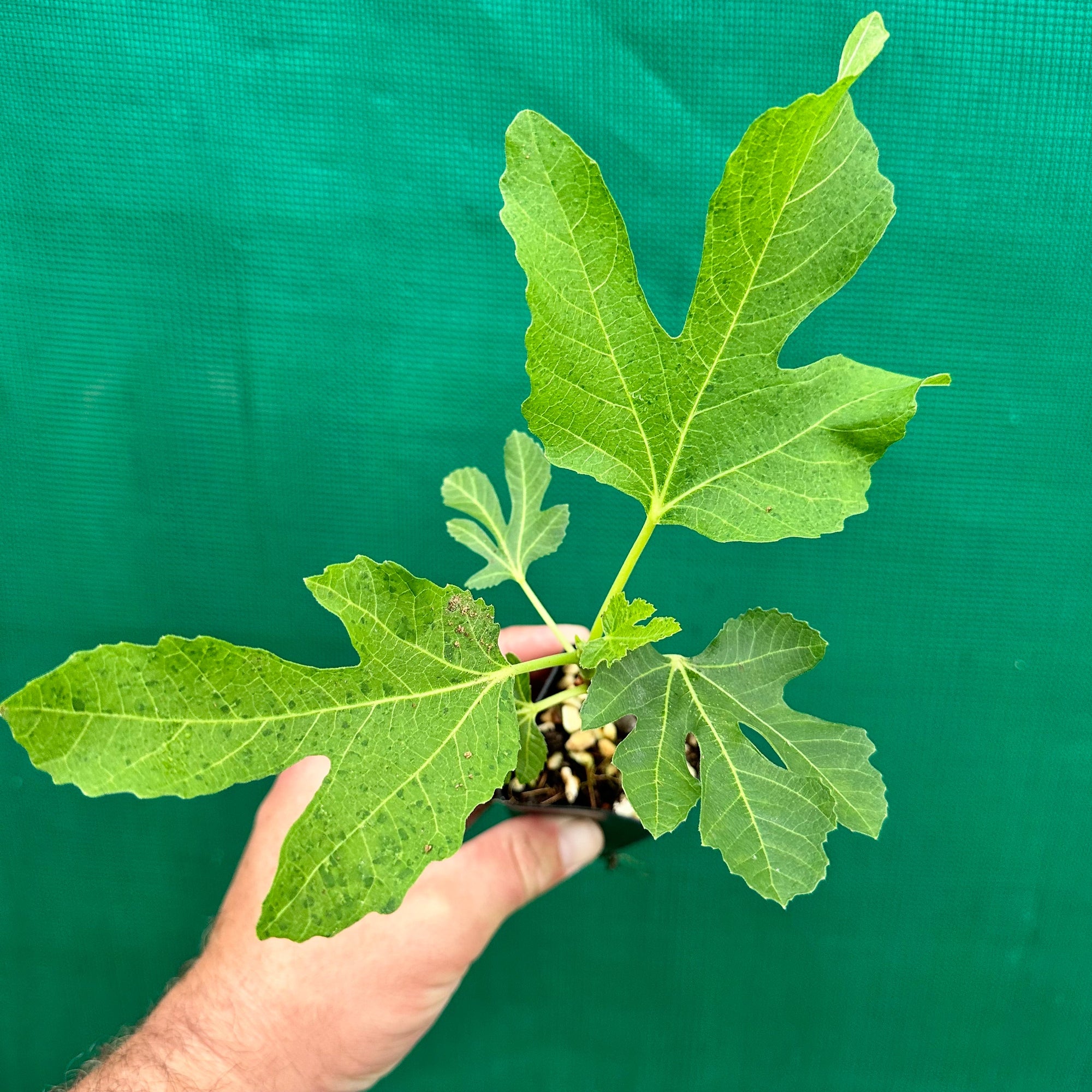 Fig Tree - St Dominique de Violette