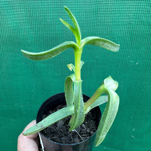 Pig Face - Carpobrotus glaucescens