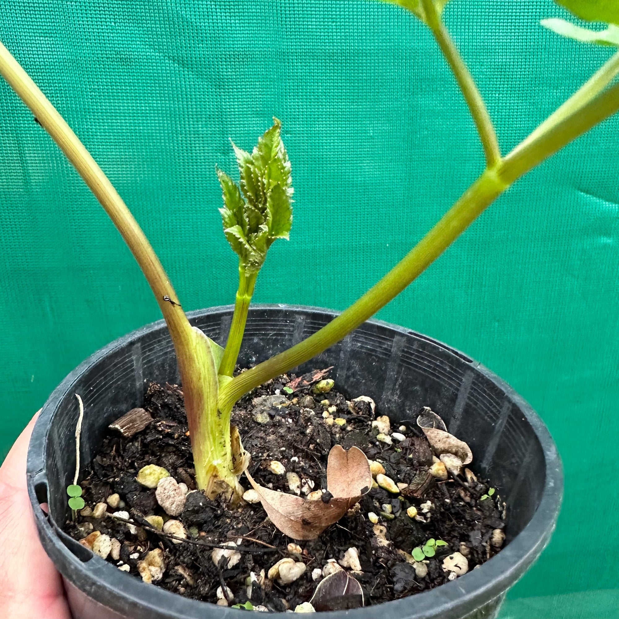 Peruvian Parsnip - Arracacia xanthorrhiza