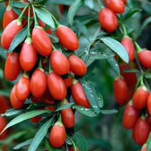 Goji Berry - Lycium barbarum