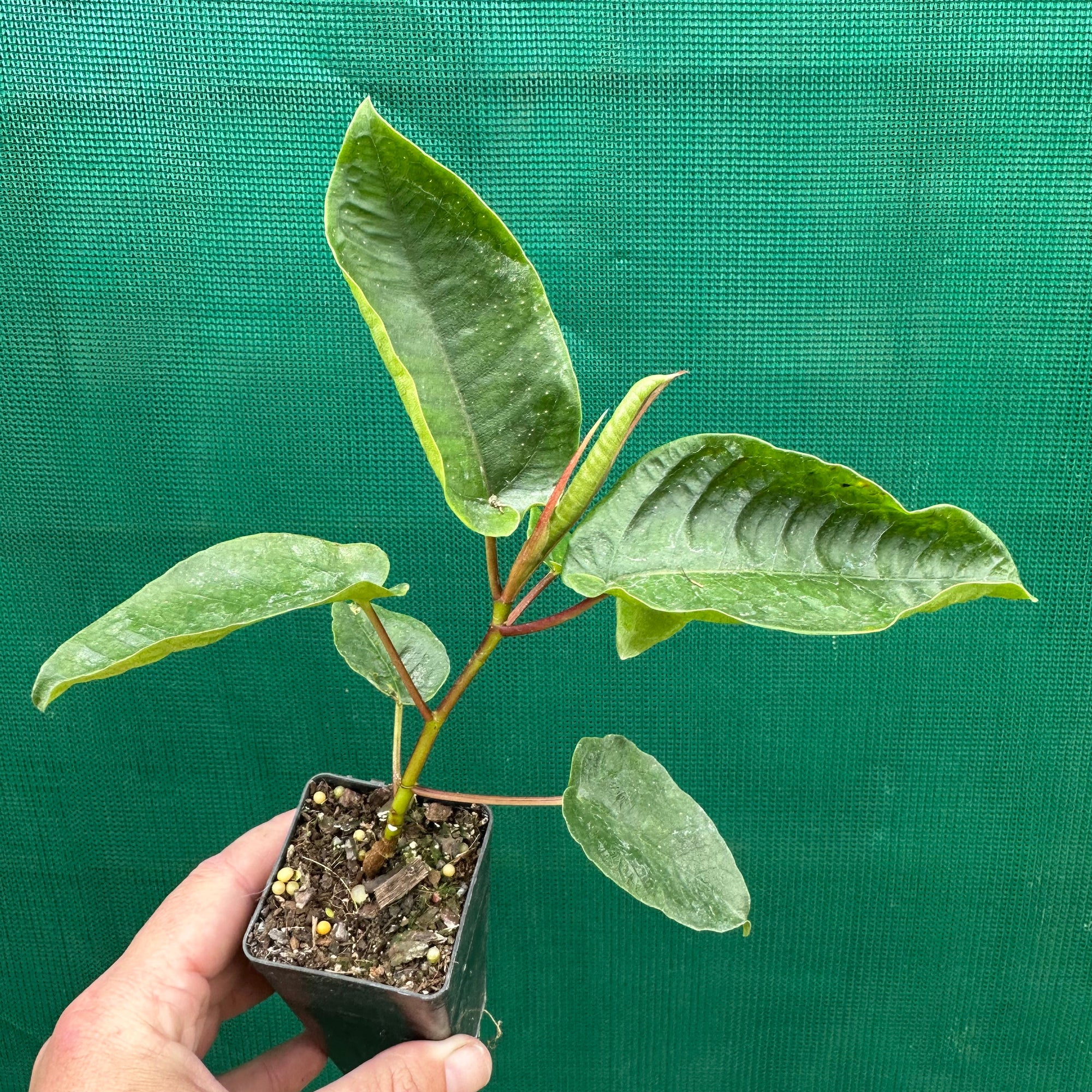 Moreton Bay Fig - Ficus macrophylla