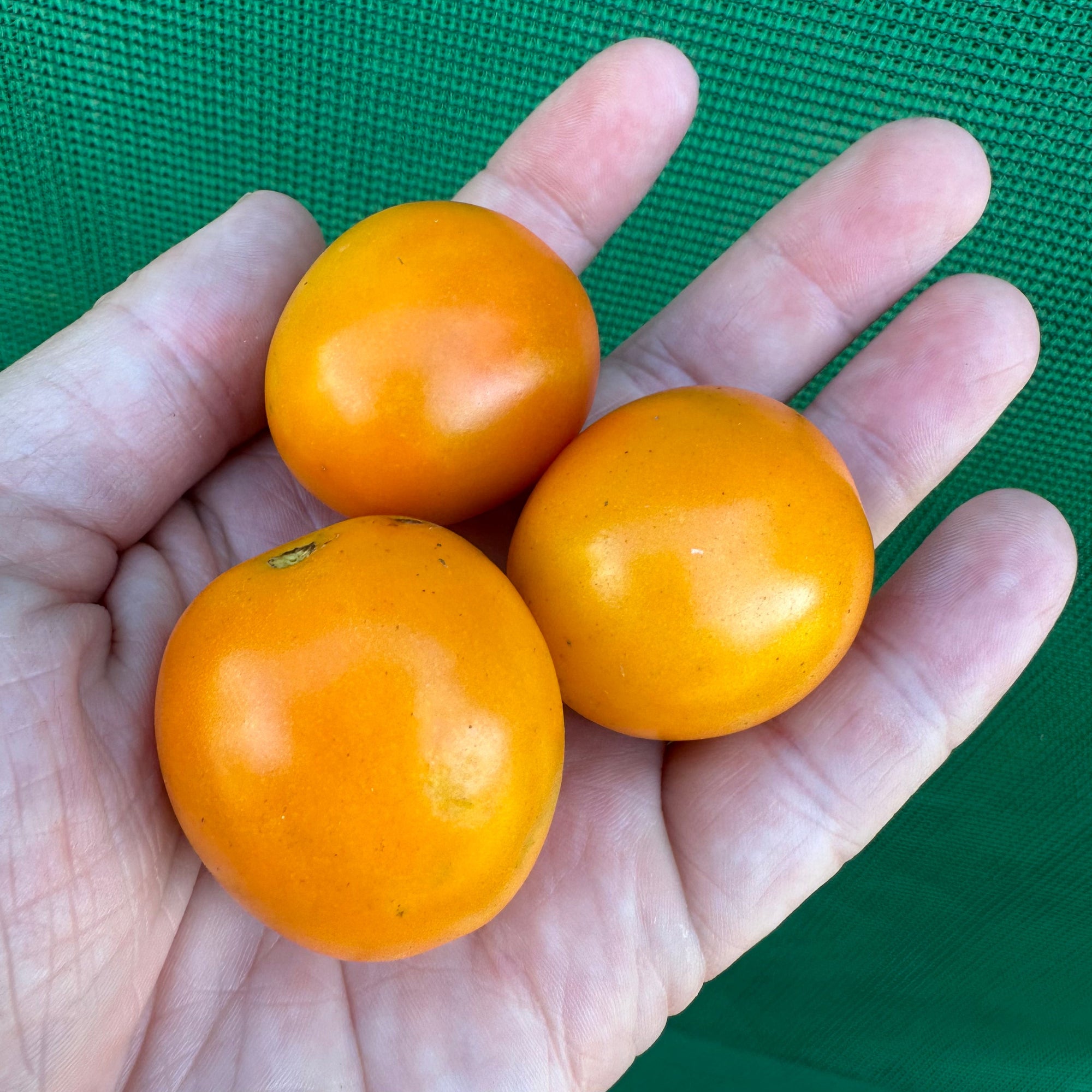 Mini Orange Tomato