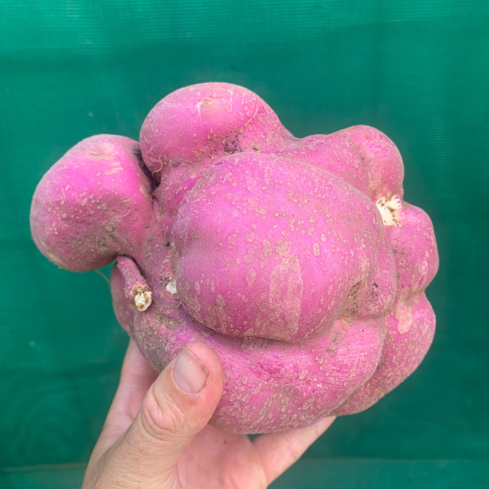 Sweet Potato ‘Northern Star’