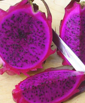 Dragon Fruit ‘Scott’s Purple’