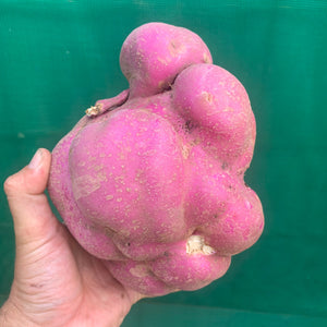 Sweet Potato ‘Northern Star’