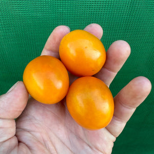 Mini Orange Tomato