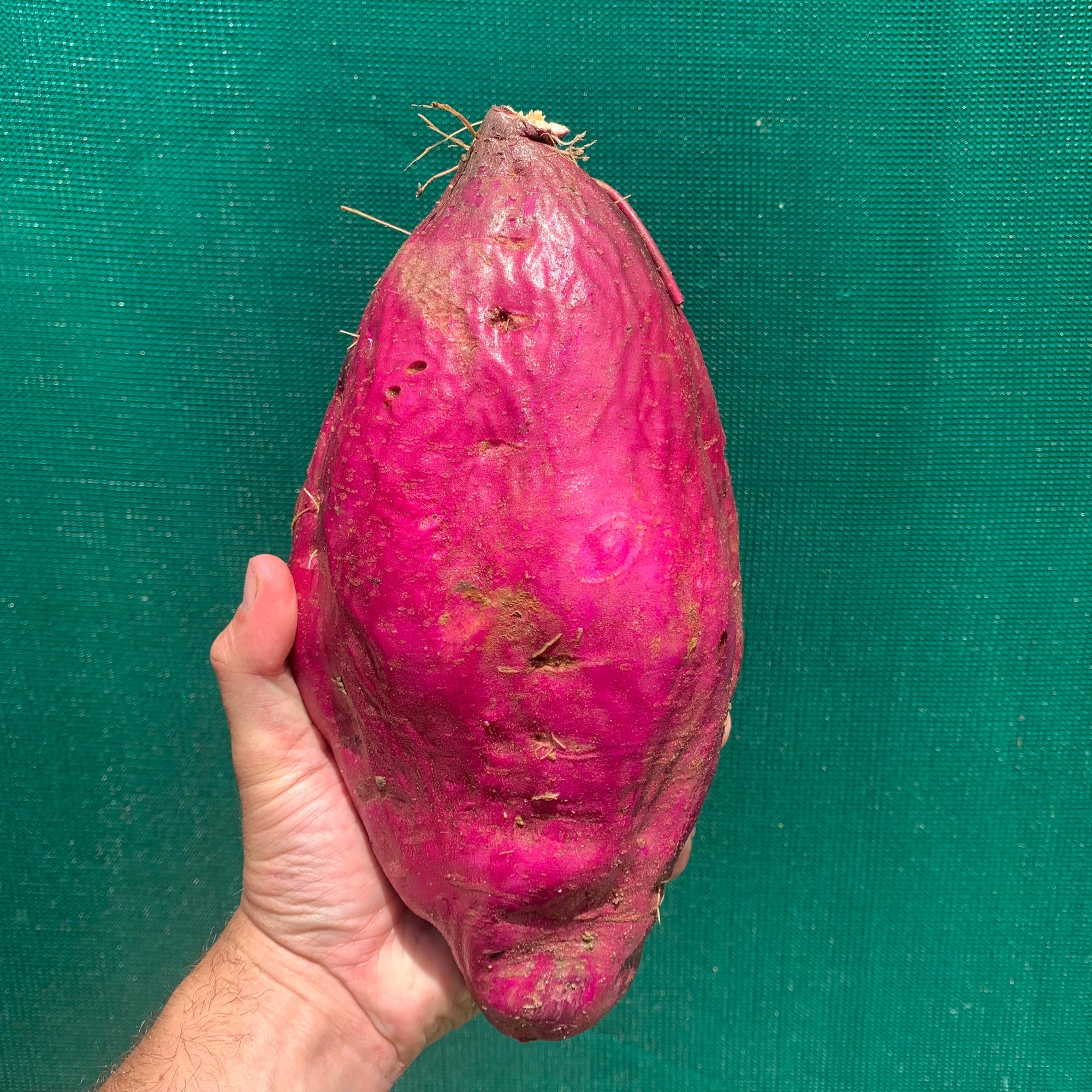 Sweet Potato ‘Northern Star’