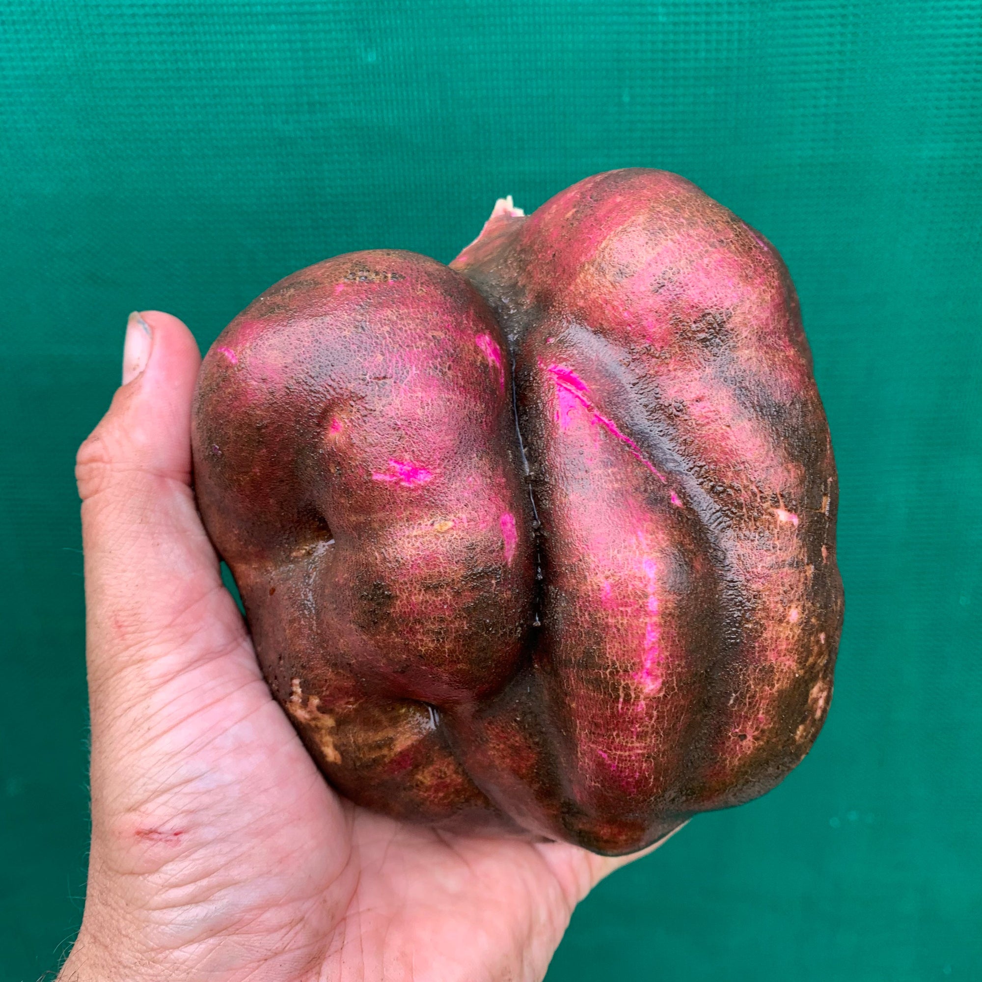 Sweet Potato ‘Northern Star’