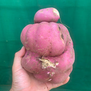 Sweet Potato ‘Northern Star’