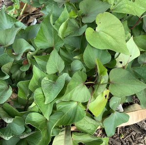 Sweet Potato ‘Northern Star’