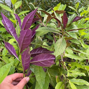 Okinawa Spinach - Gynura crepioides