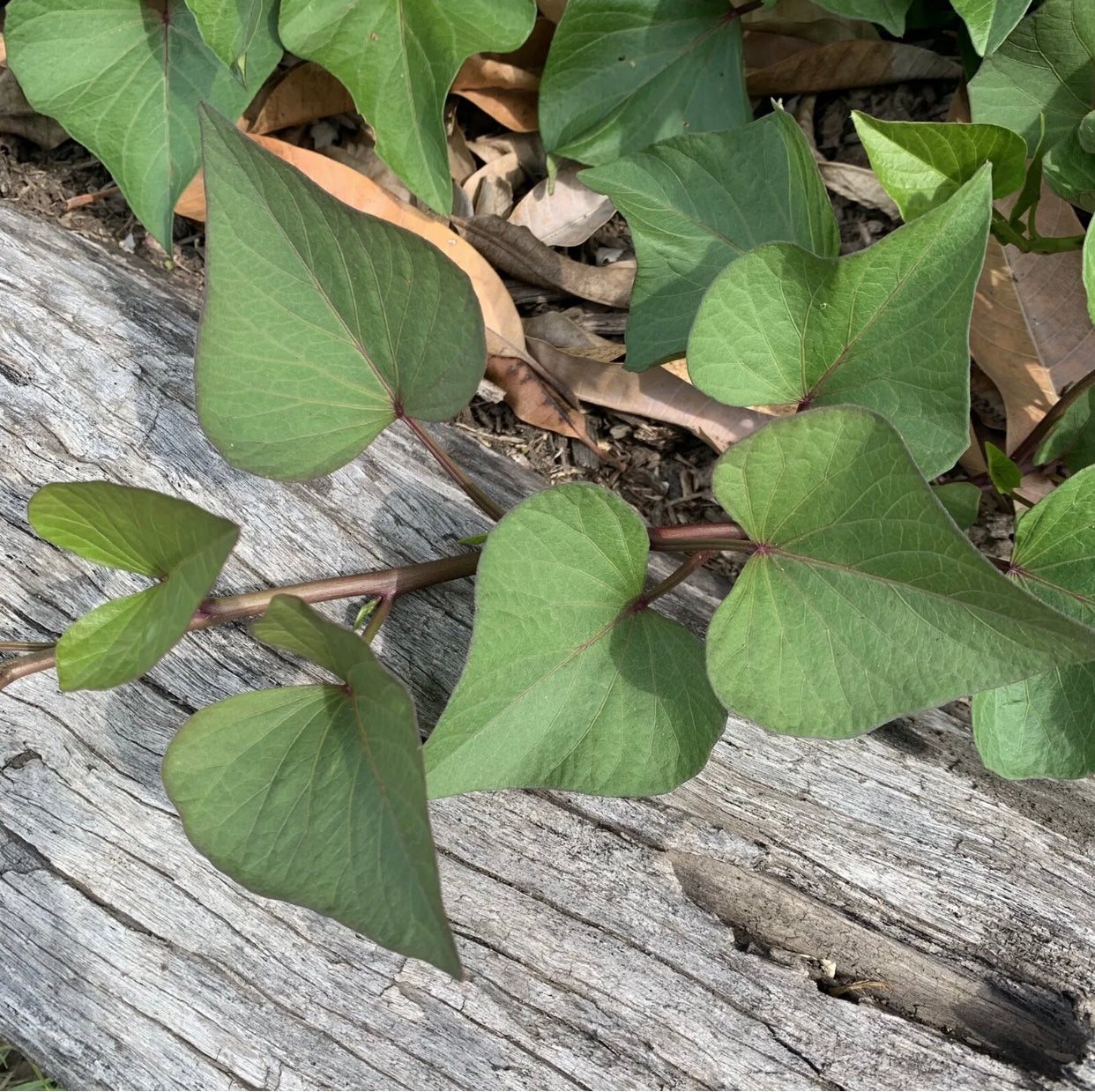 Sweet Potato ‘Northern Star’