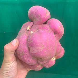 Sweet Potato ‘Northern Star’