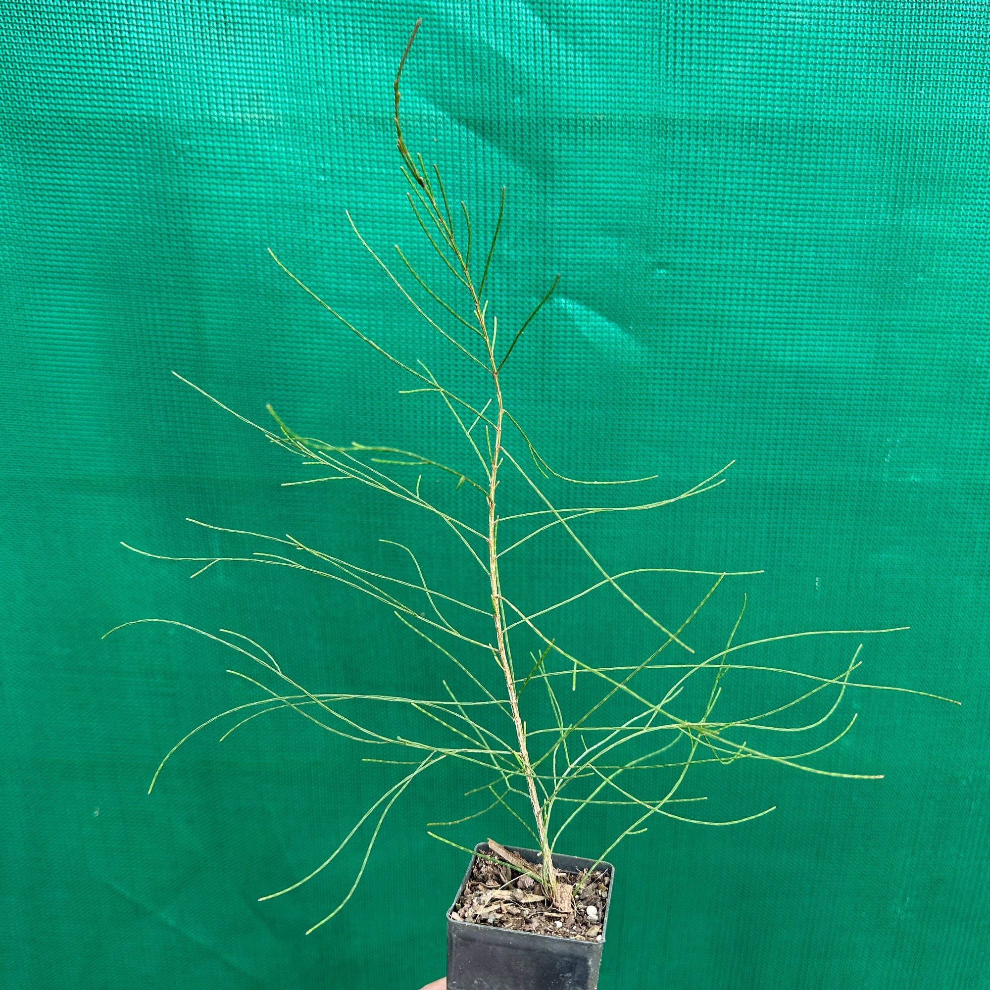 River Sheoak - Casuarina cunninghamiana