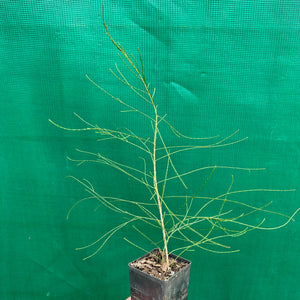 River Sheoak - Casuarina cunninghamiana