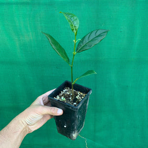 Jackfruit - Artocarpus heterophyllus