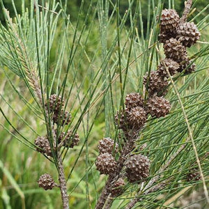 River Sheoak - Casuarina cunninghamiana