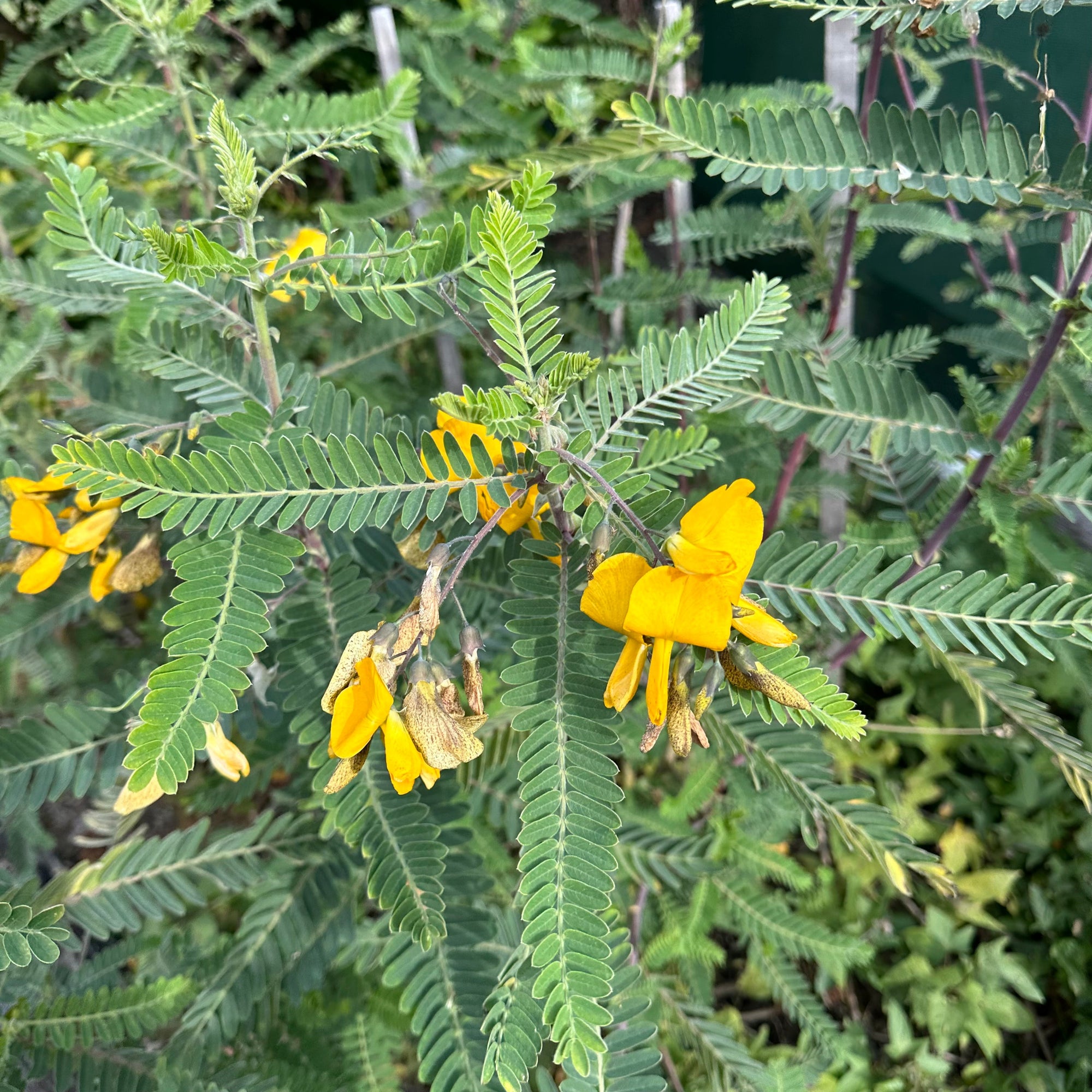 Yellow Pea Bush - Sesbania cannabina