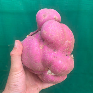 Sweet Potato ‘Northern Star’