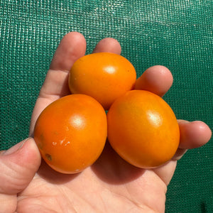 Mini Orange Tomato