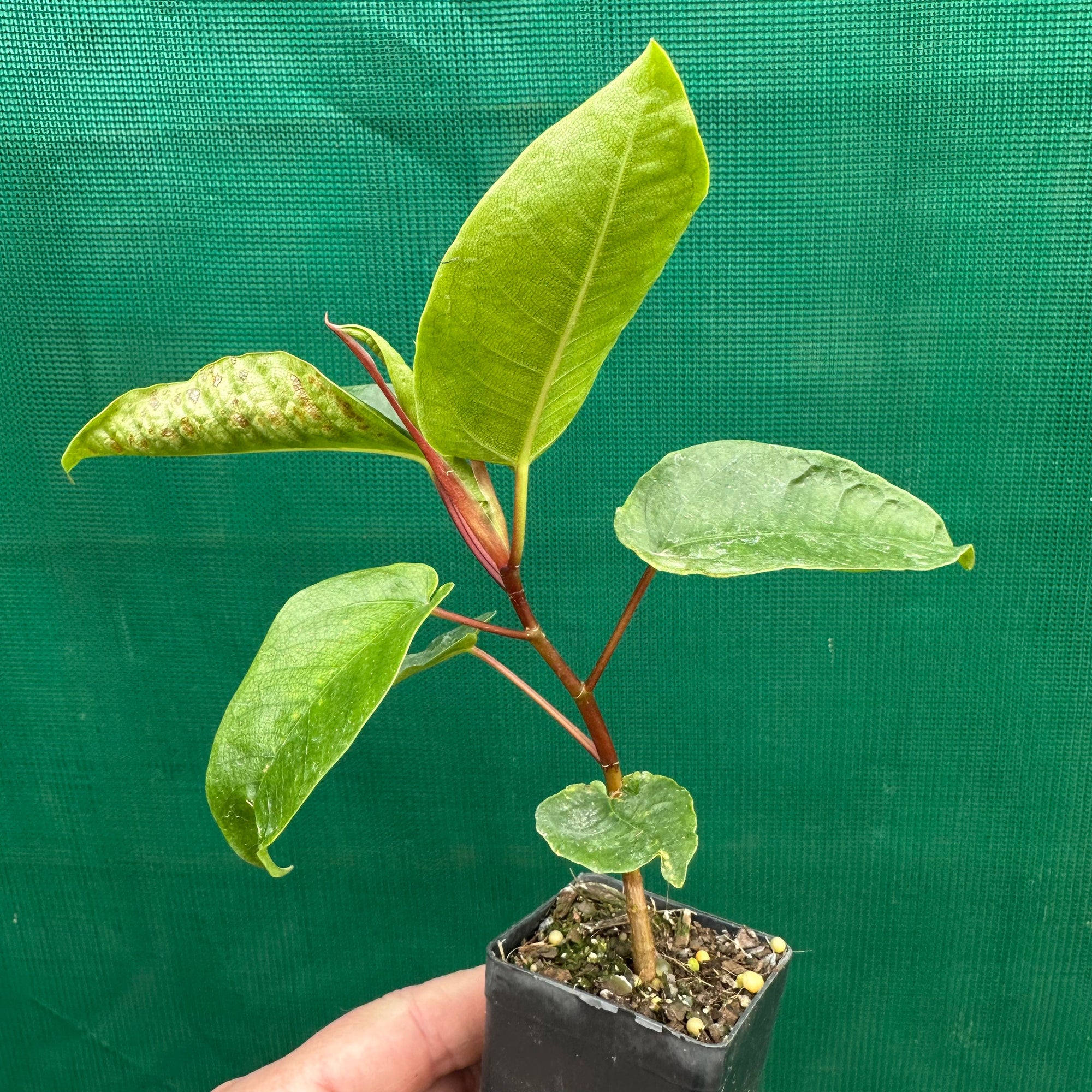 Moreton Bay Fig - Ficus macrophylla