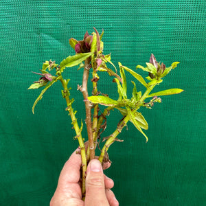 Okinawa Spinach - Gynura crepioides