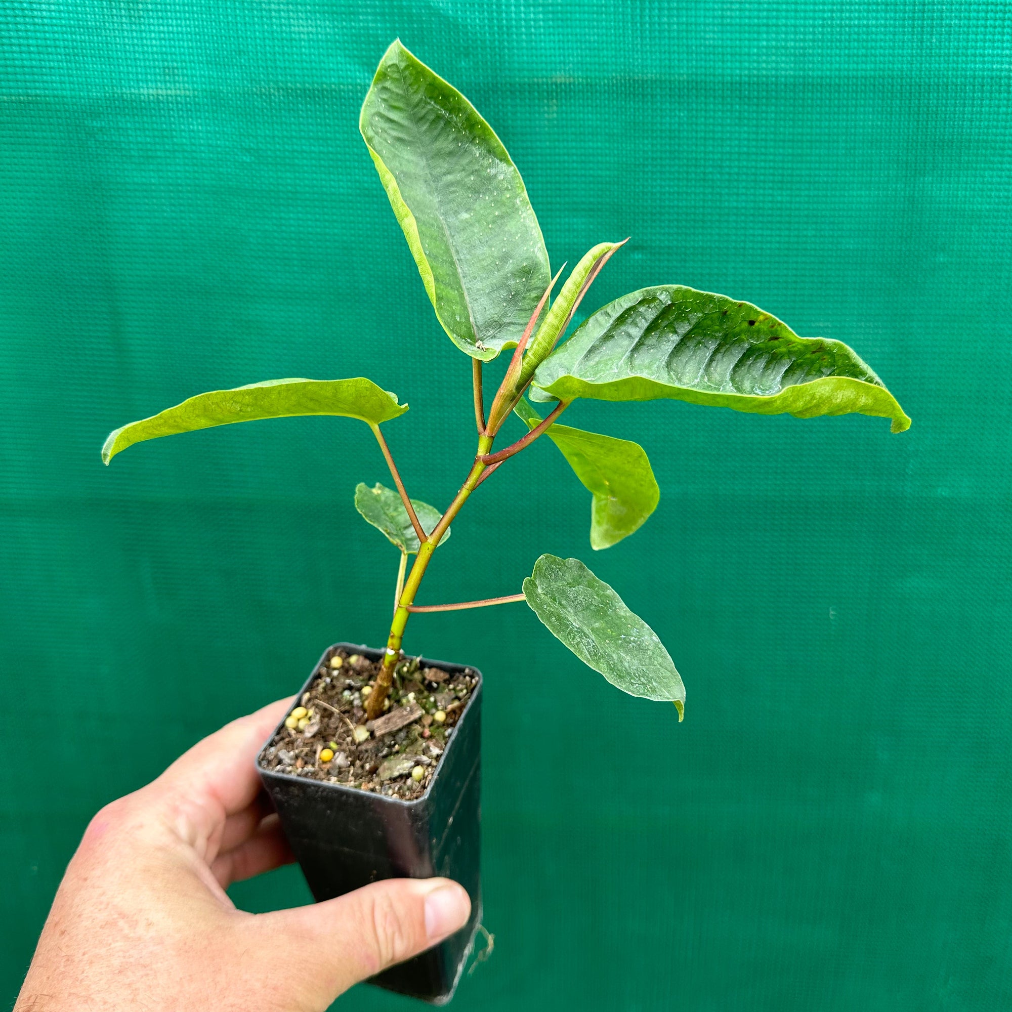 Moreton Bay Fig - Ficus macrophylla