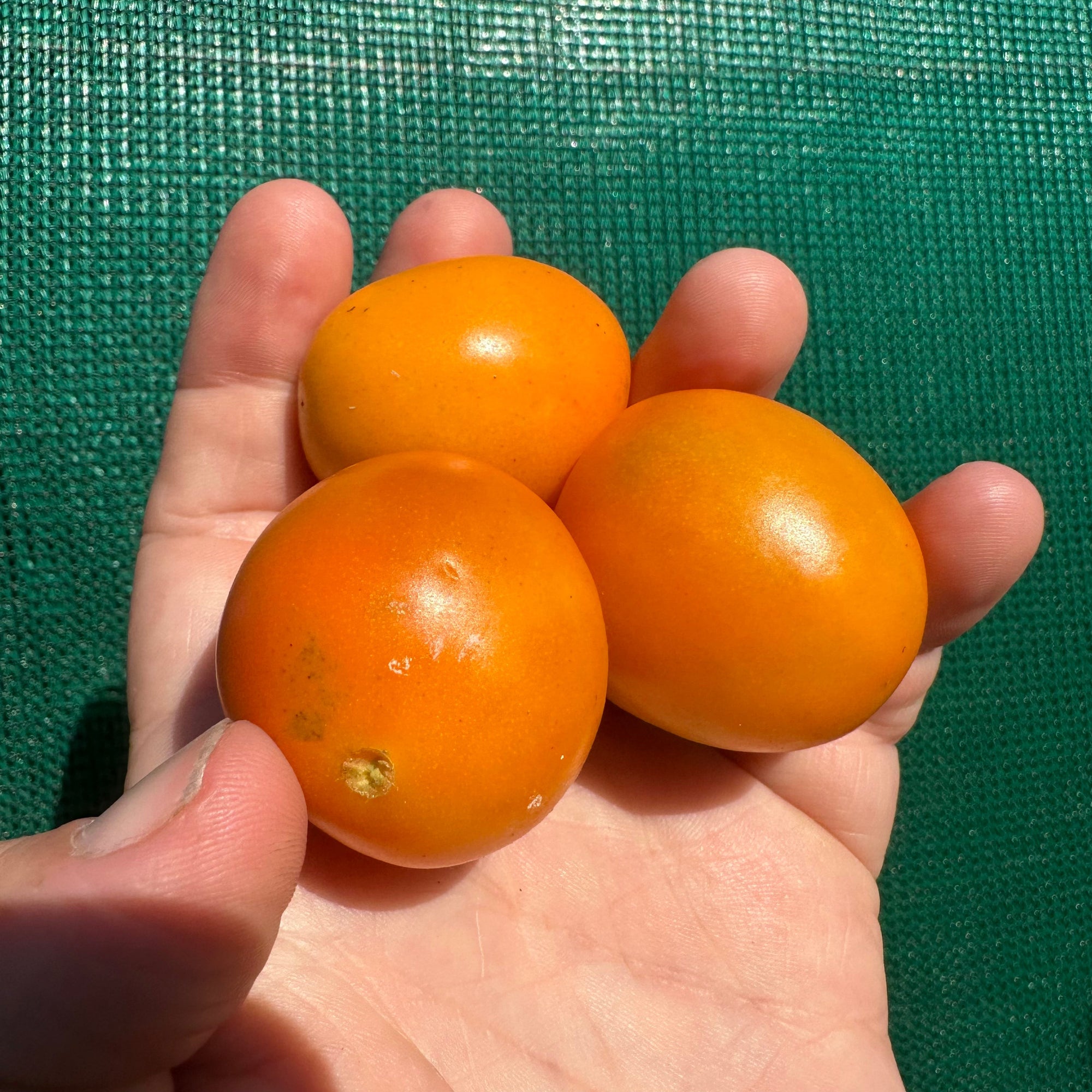 Mini Orange Tomato