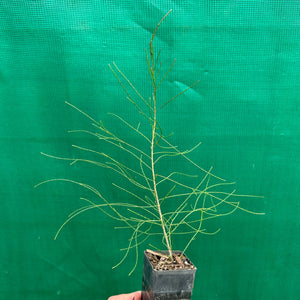 River Sheoak - Casuarina cunninghamiana