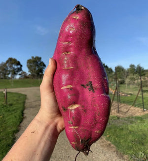 Sweet Potato ‘Northern Star’