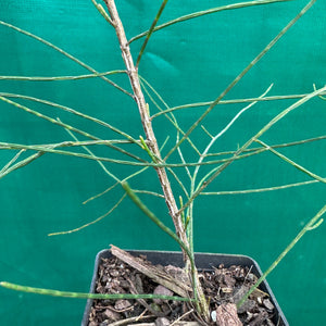 River Sheoak - Casuarina cunninghamiana