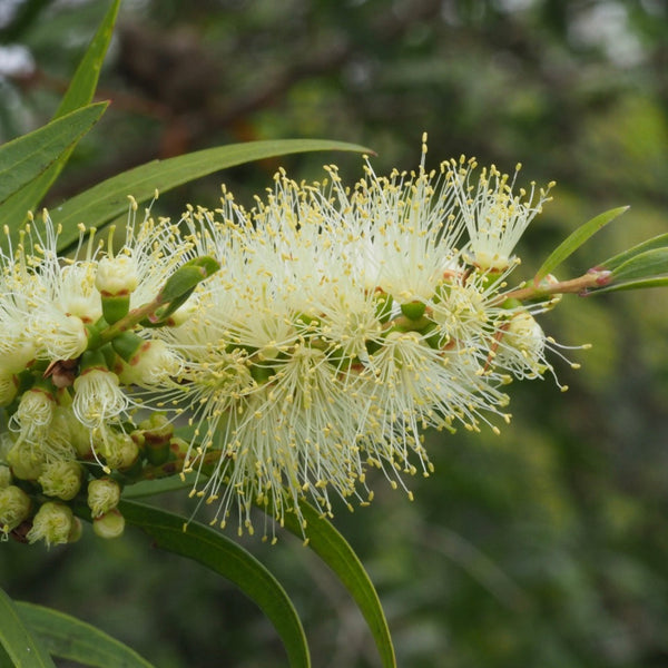 Willow Bottlebrush - Callestimon salignus - Edible Jungle Nursery