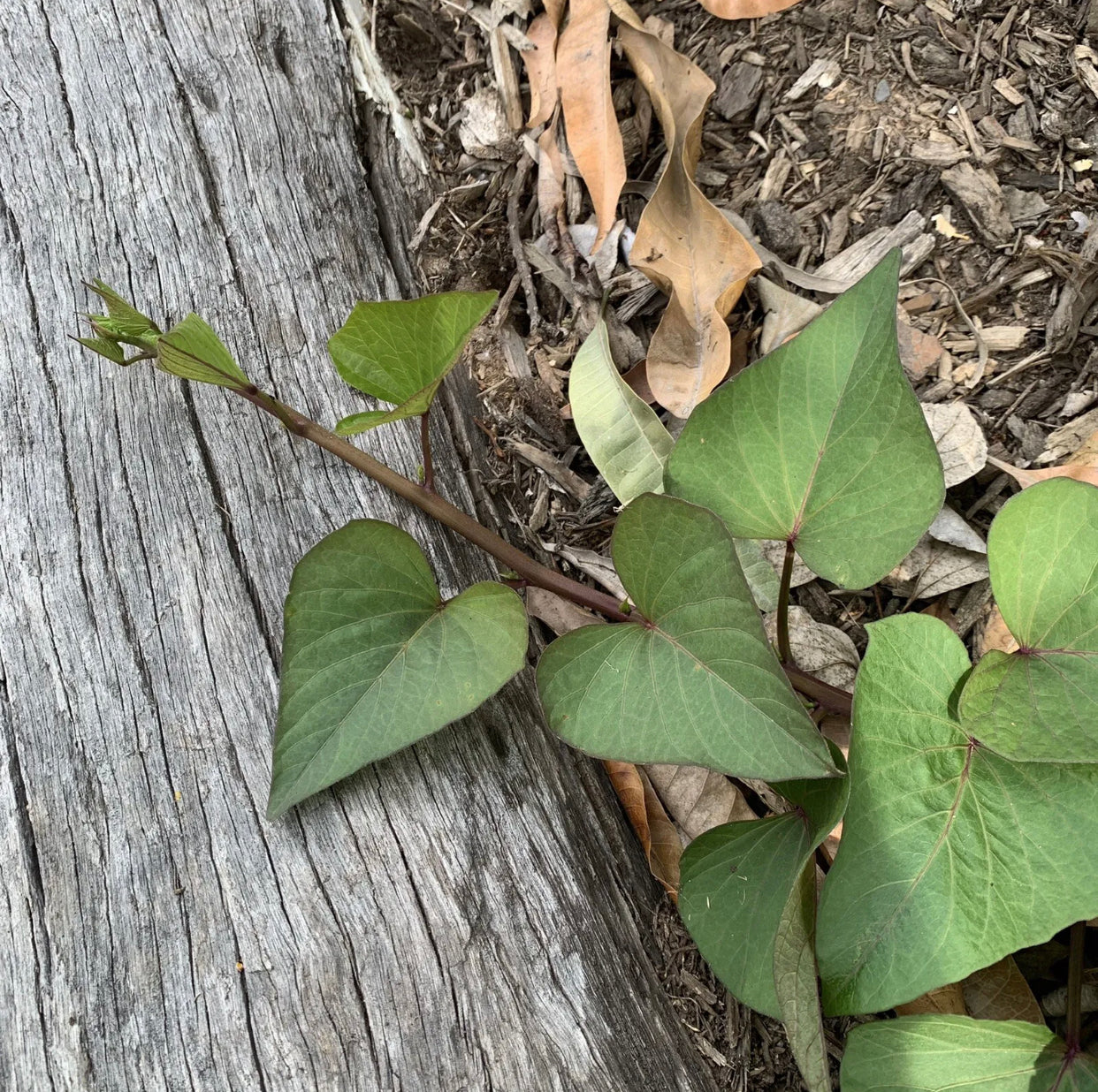 Sweet Potato ‘Northern Star’