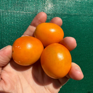 Mini Orange Tomato